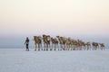 Camel caravans transporting salt blocks from Lake Assale.